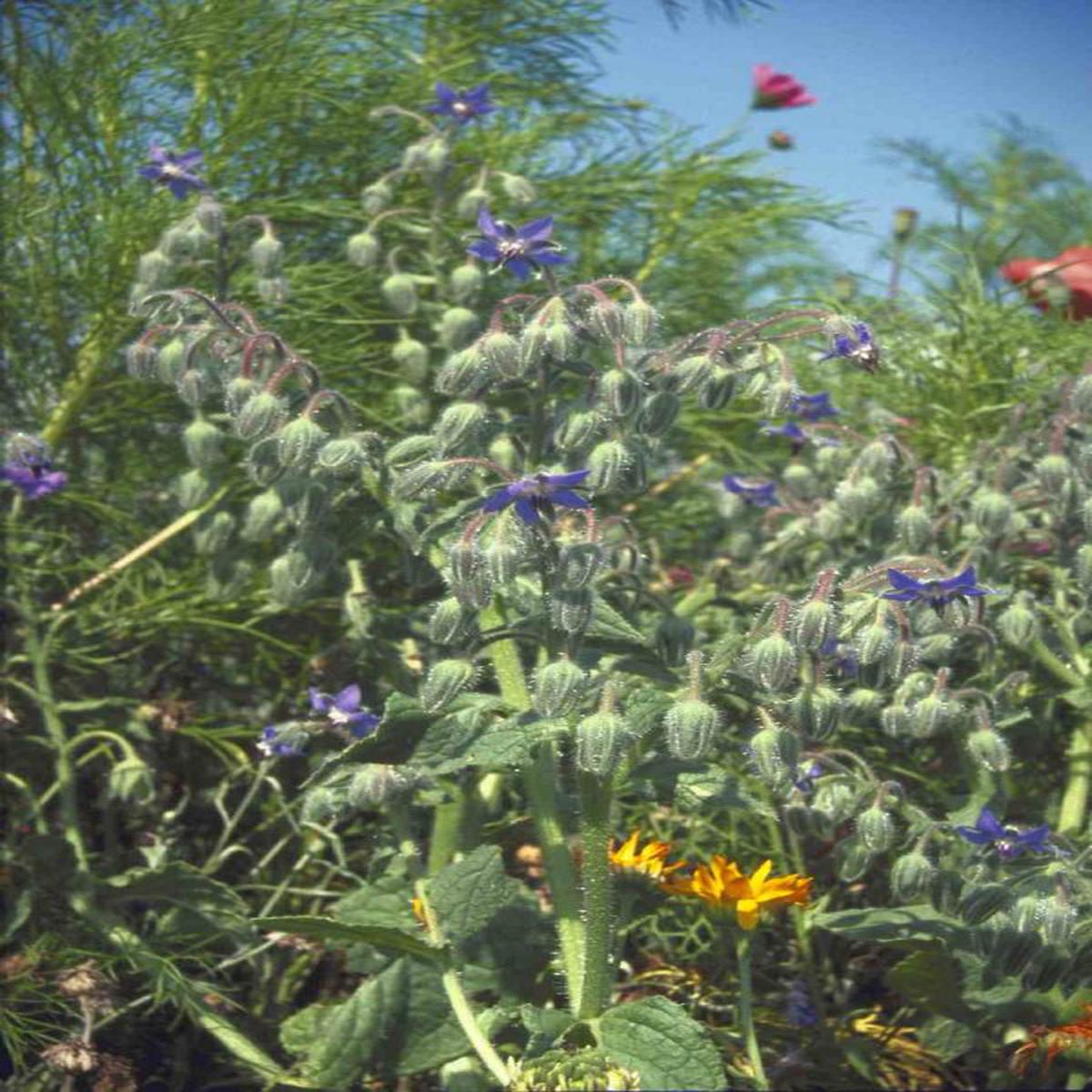 Borago officinalis