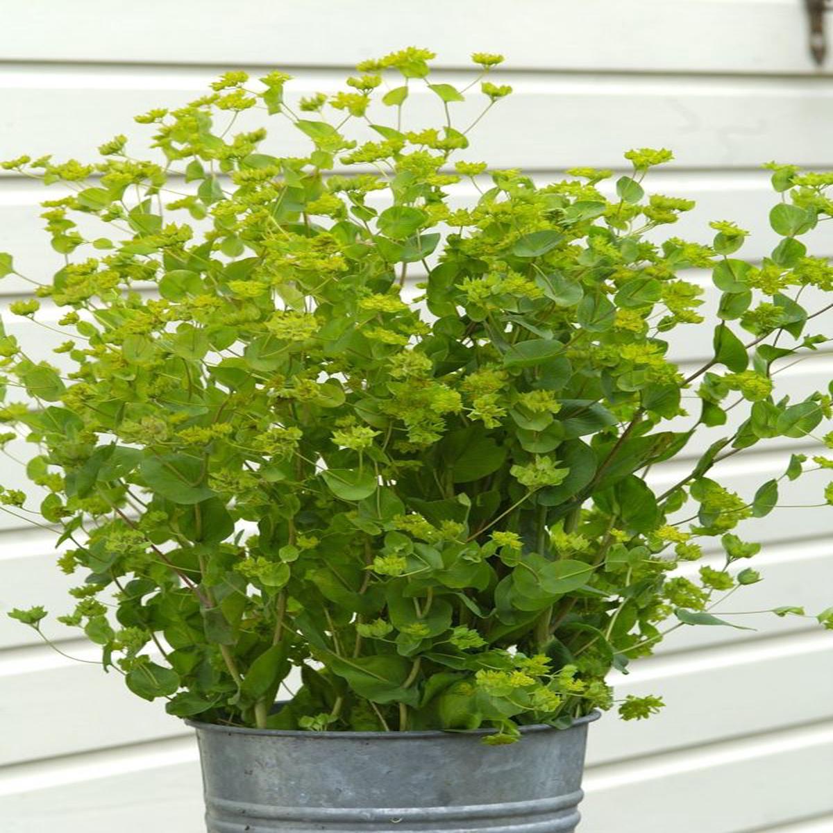 Bupleurum rotundifolium Green Gold
