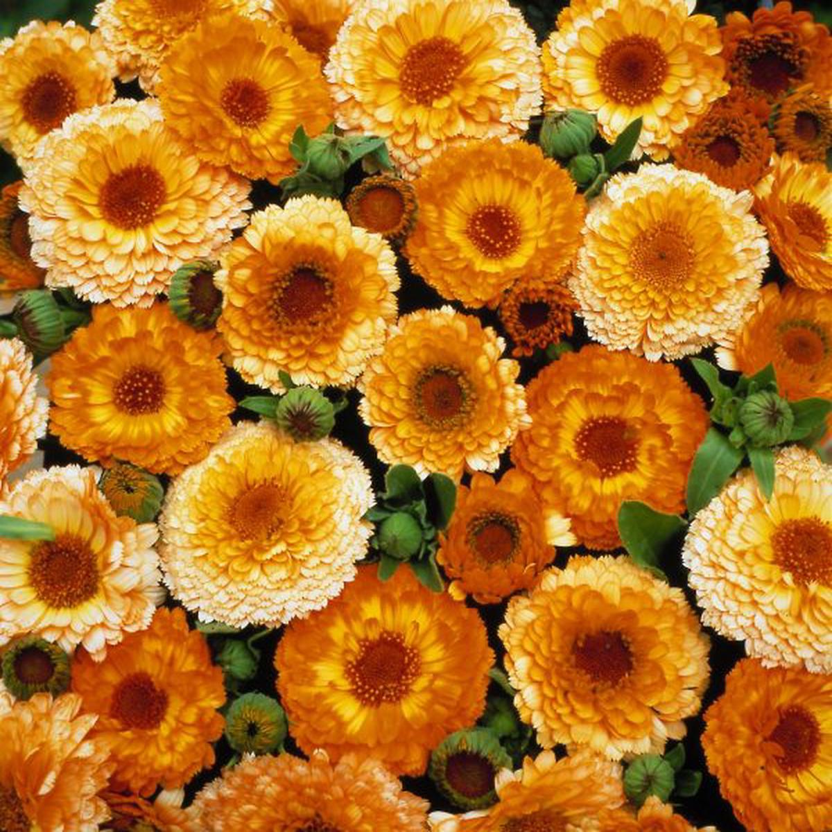 Calendula officinalis Pink Surprise