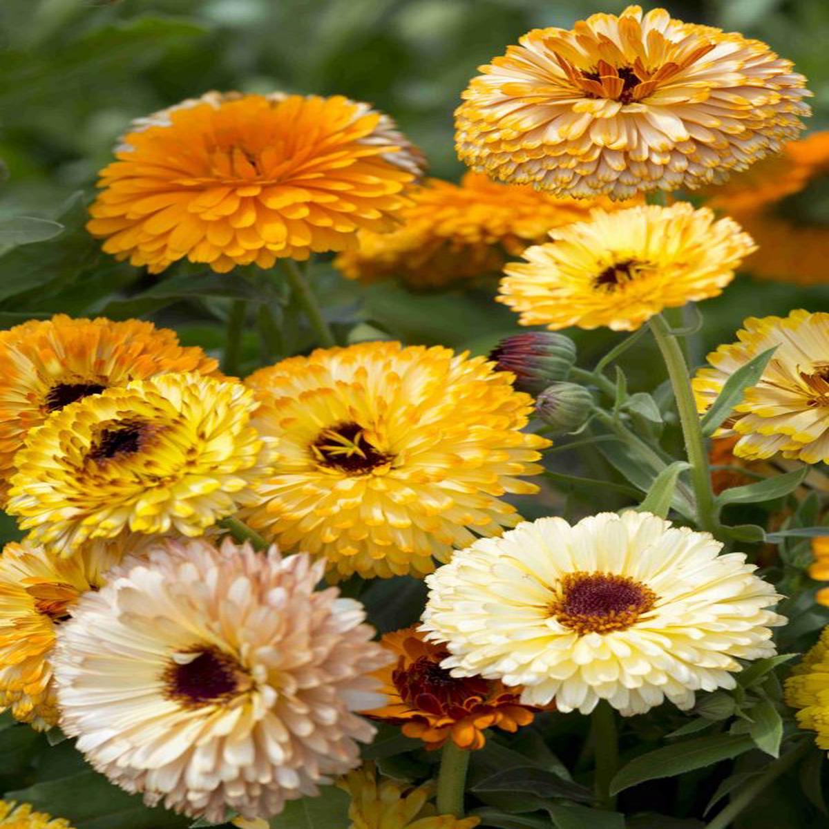 Calendula officinalis Playtime Mix