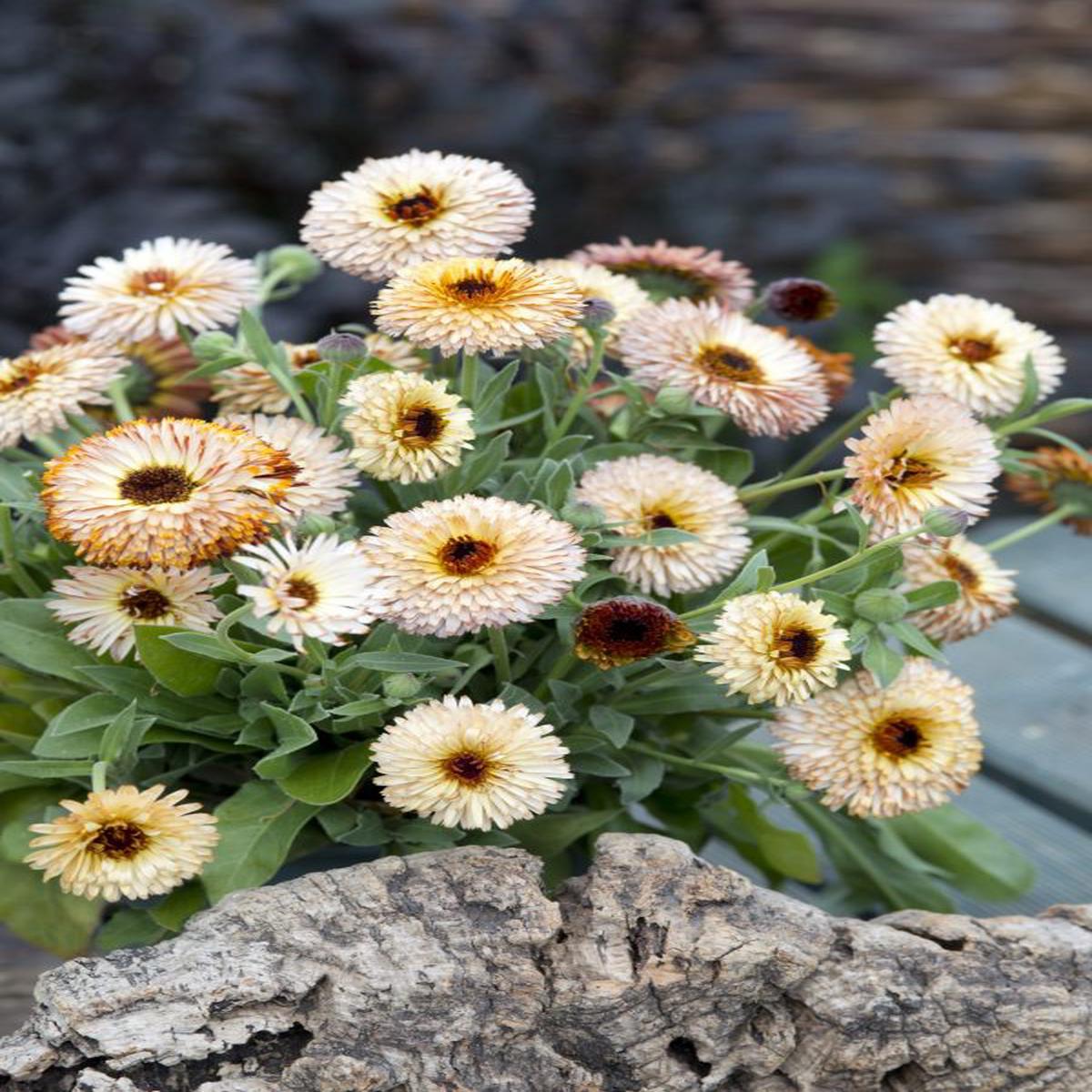 Calendula officinalis Pygmy Buff