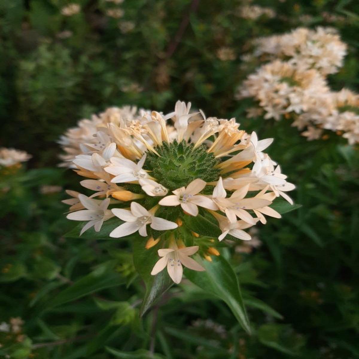 Collomia grandiflora