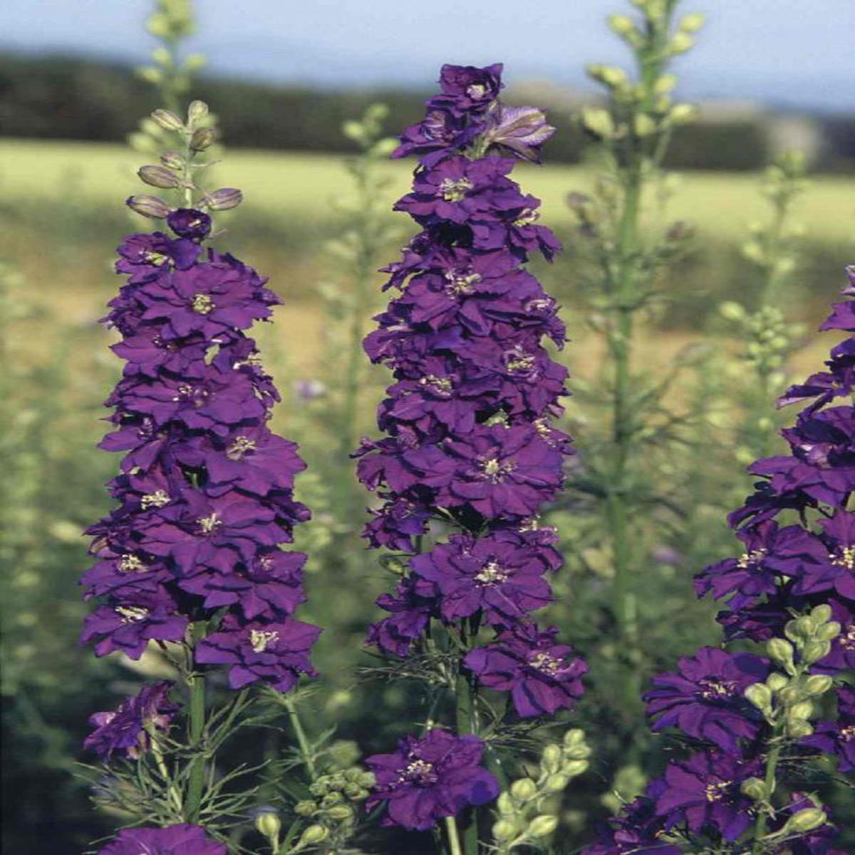 Delphinium consolida imperialis Blue Spire