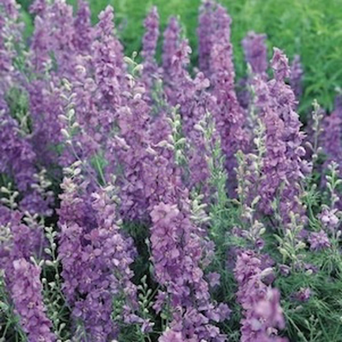 Delphinium consolida imperialis Lilac Spire