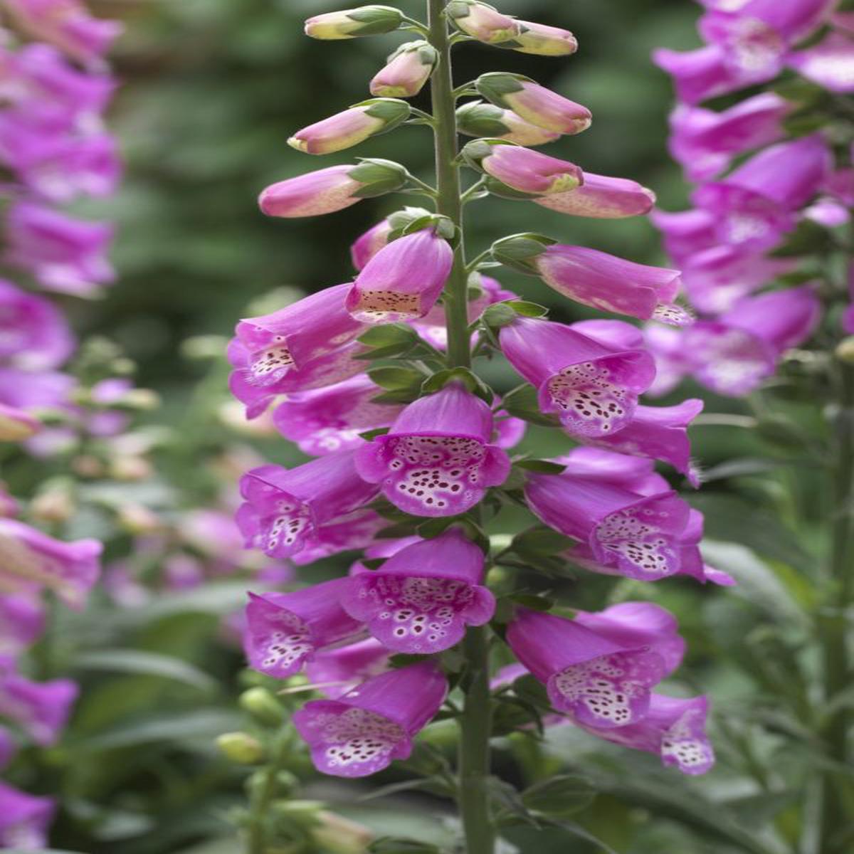Digitalis purpurea Panther