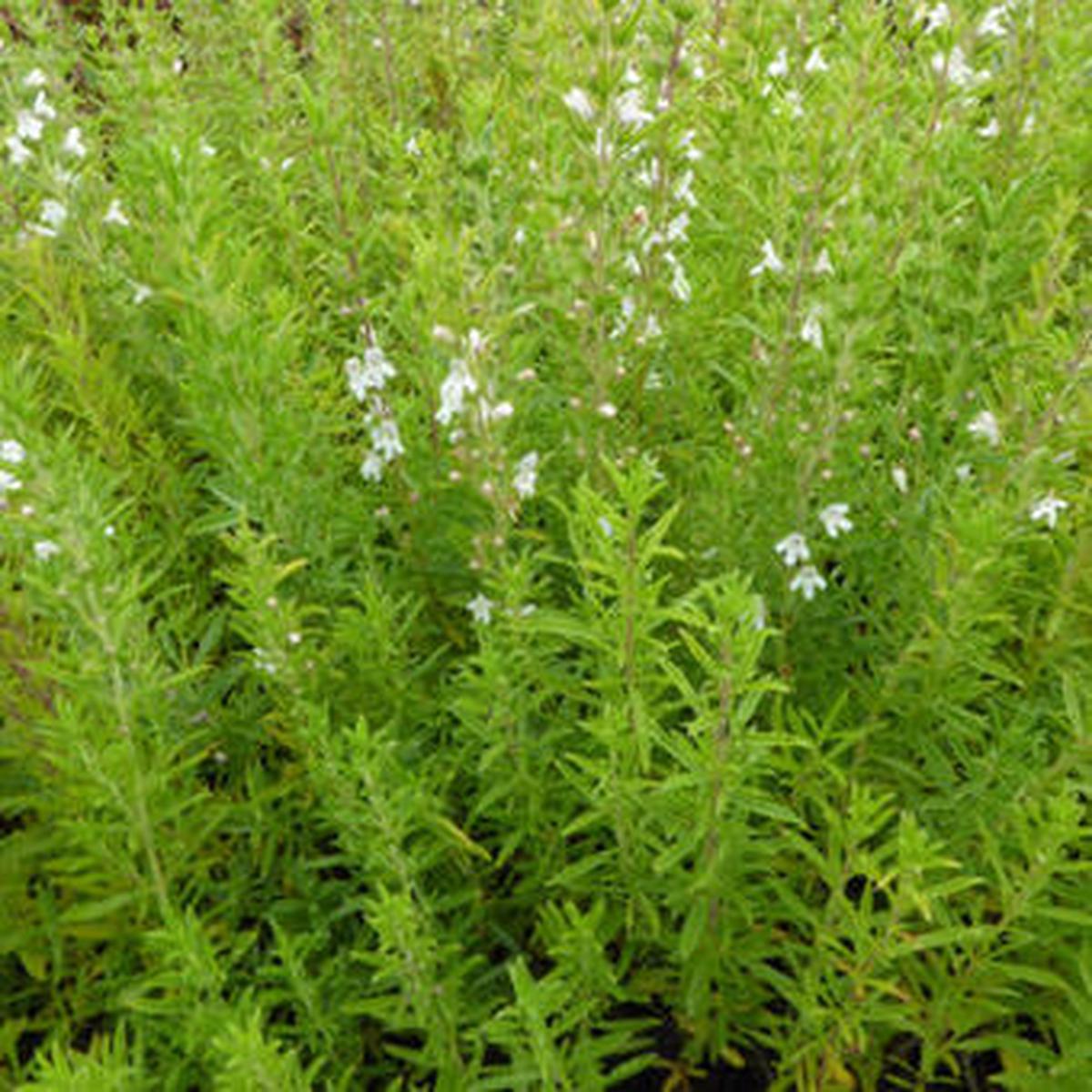 Satureja montana (Winter savory)
