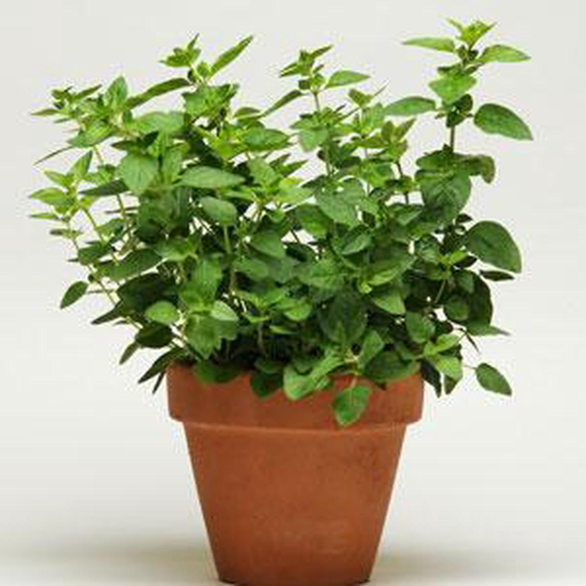 Simplyherbs origanum vulgare (Multipills)