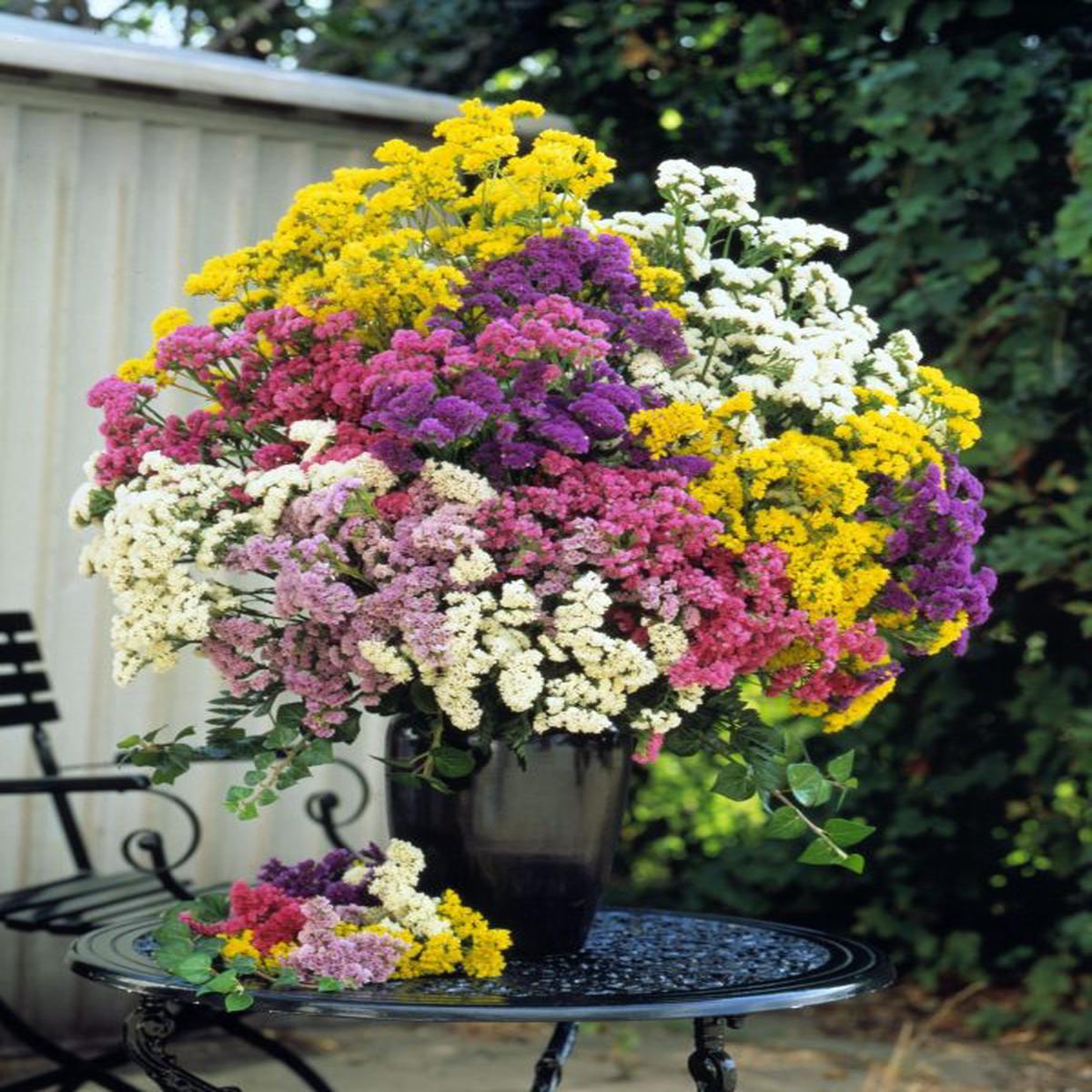Statice/Limonium sinuatum Forever Formula Mixture