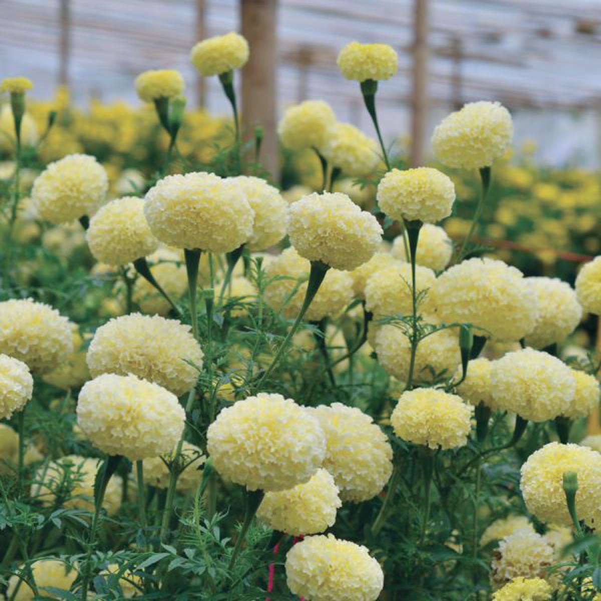 Tagetes erecta White Swan