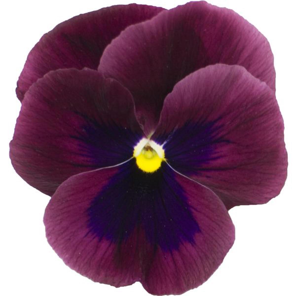 Viola wittrockiana Premier Carmine Rose With Blotch