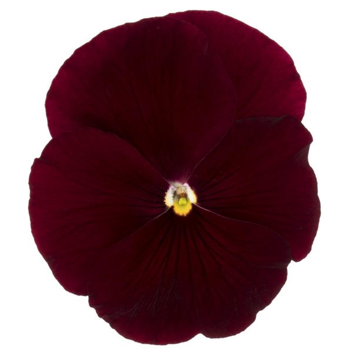 Viola wittrockiana Premier Clear Scarlet