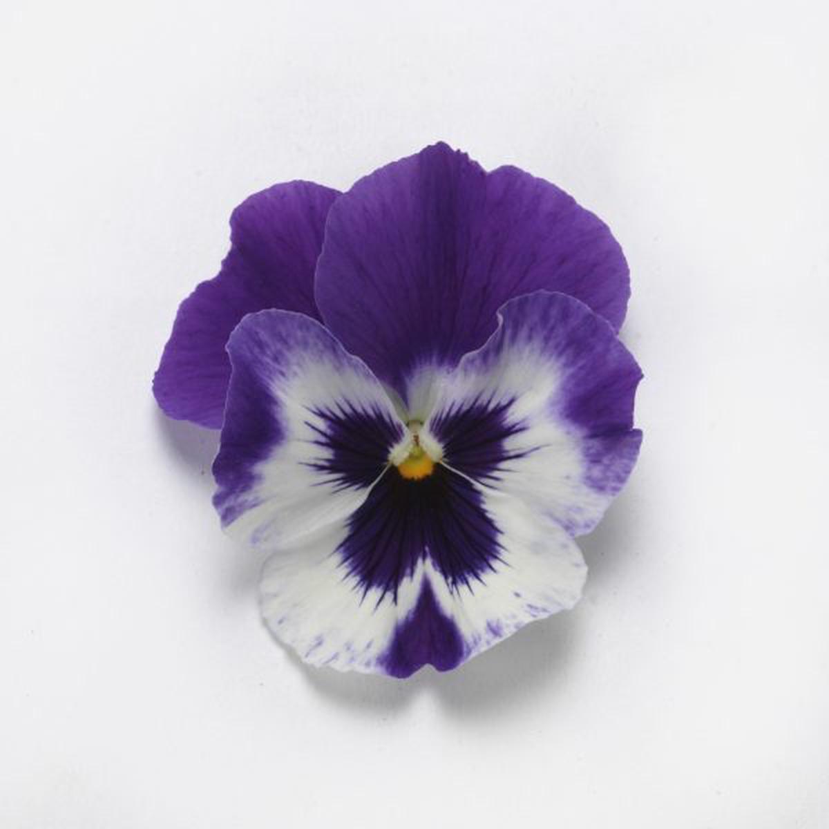 Viola wittrockiana Top Wave Purple White