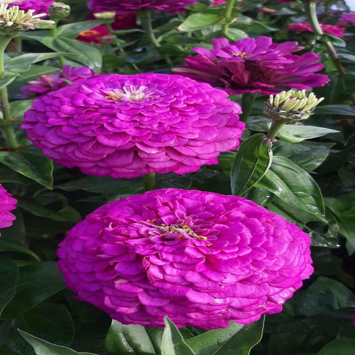 Zinnia elegans Benarys Giant Purple