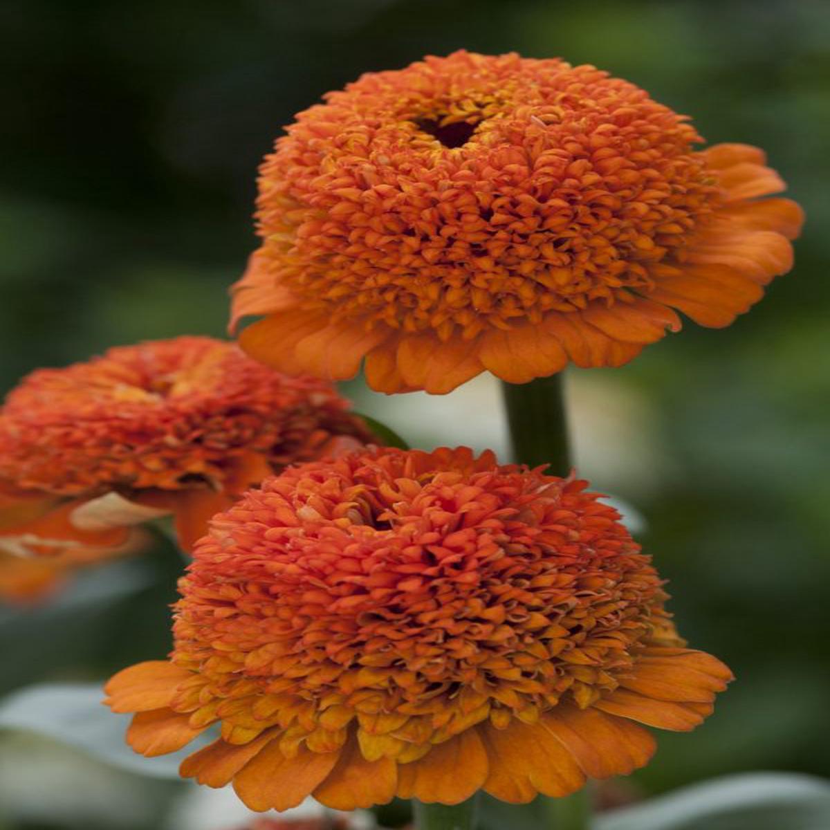 Zinnia elegans Cresto! Orange
