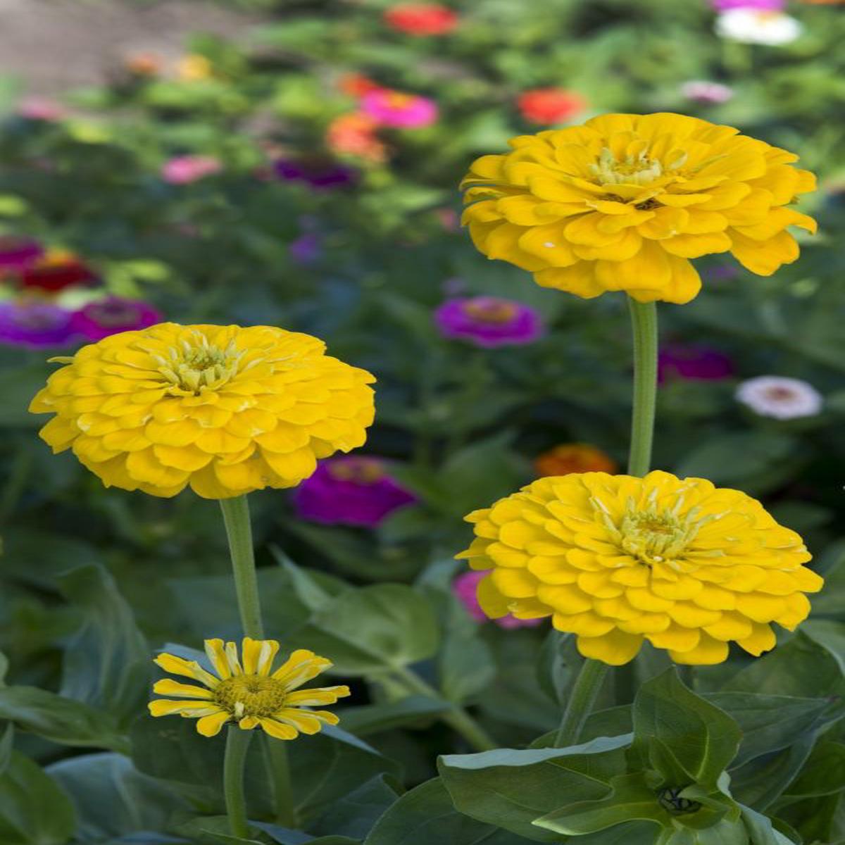 Zinnia elegans Dahlia-flowered Canary Bird