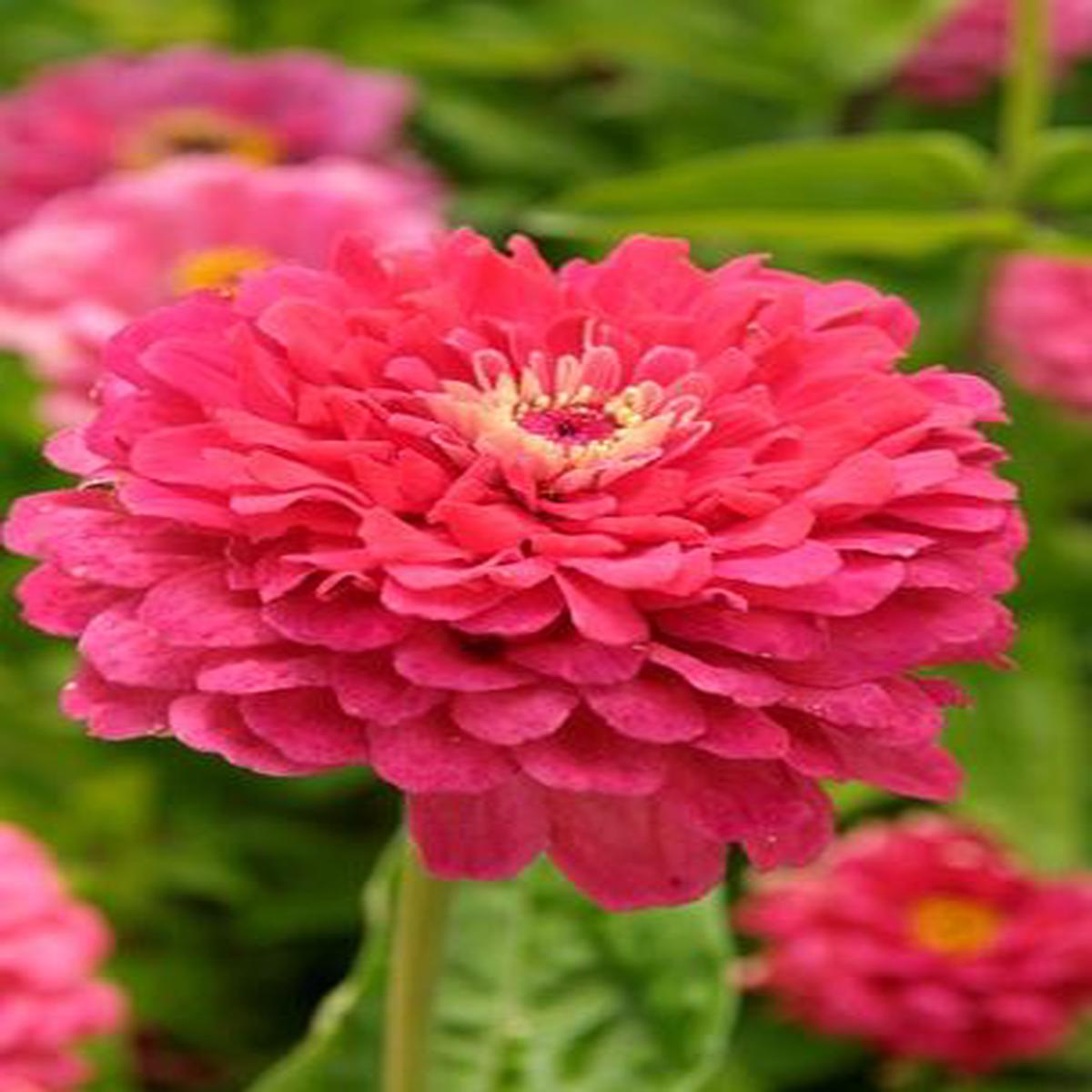 Zinnia elegans Exquisite