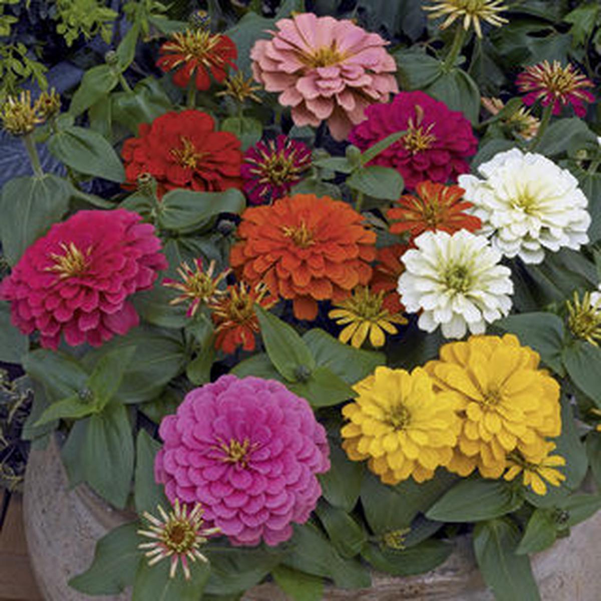 Zinnia elegans Magellan Mix