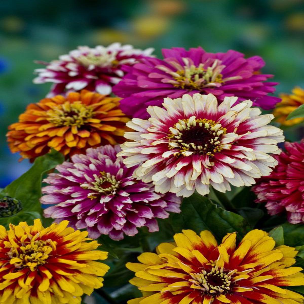 Zinnia elegans Whirlygig Improved Mixture