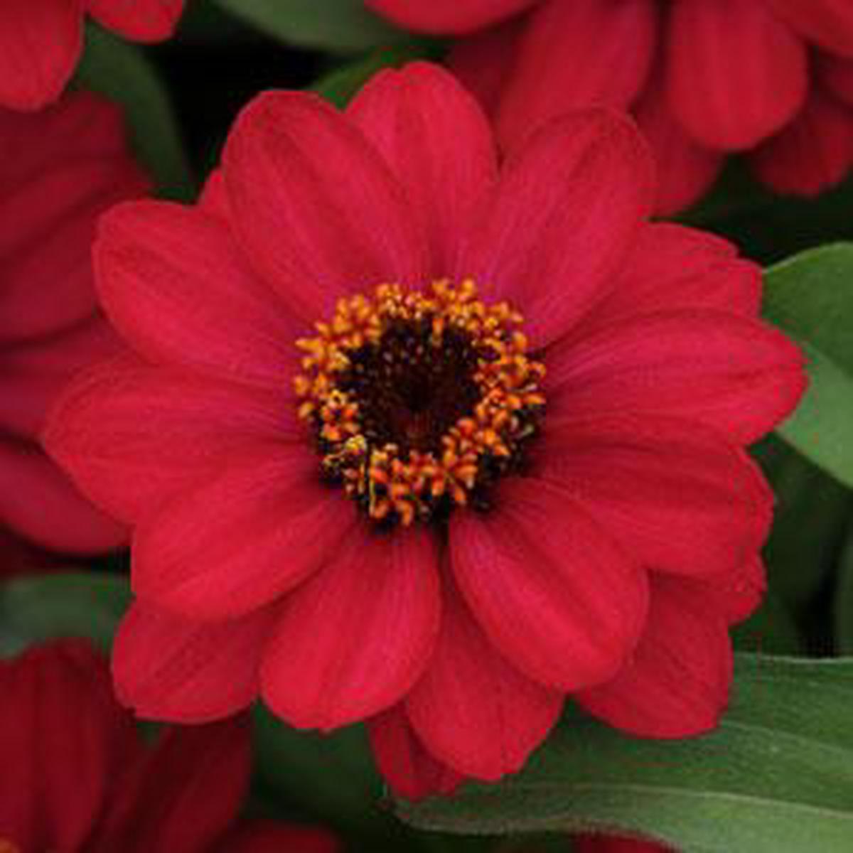 Zinnia marylandica Zahara Raspberry