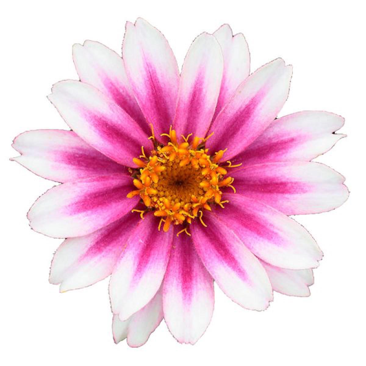 Zinnia x hybrida Profusion Cherry Bicolour