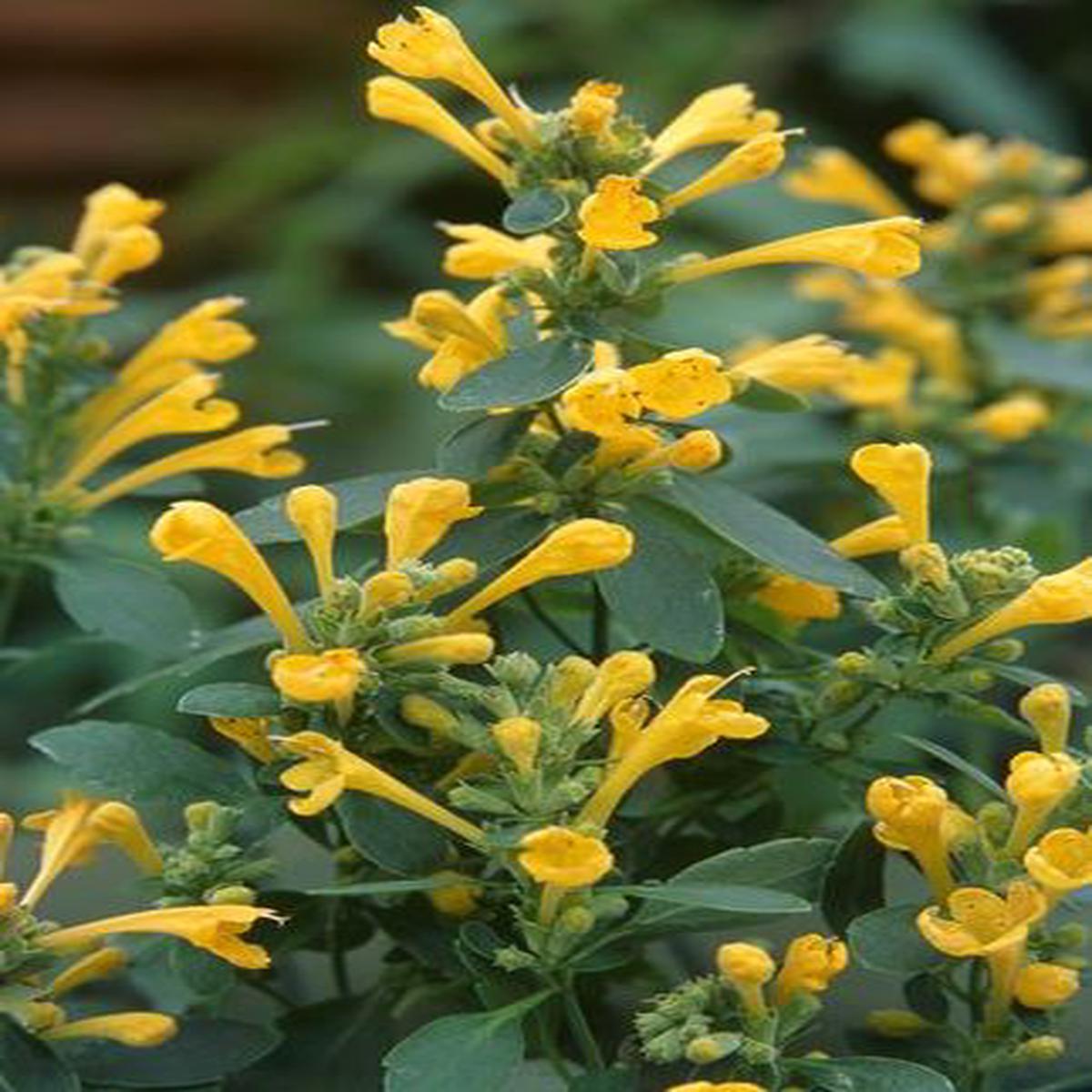 Agastache hybrida Arizona Sun