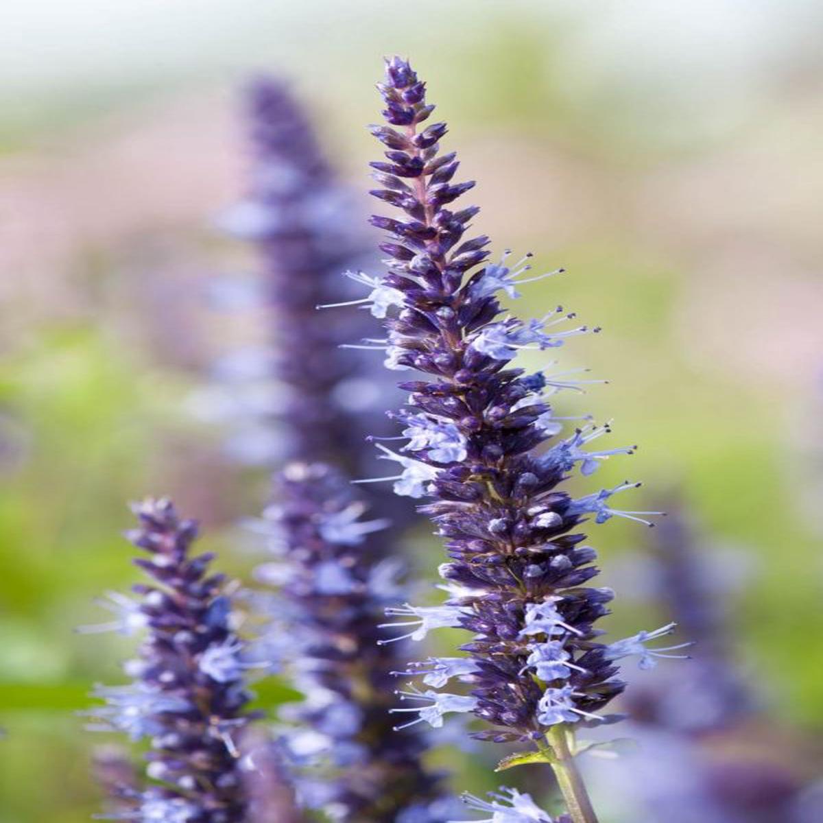 Agastache hybrida Astello Indigo