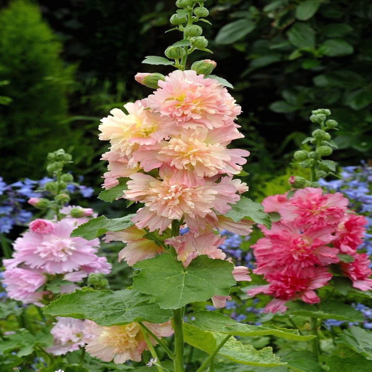 Alcea rosea Spring Celebrities Apricot