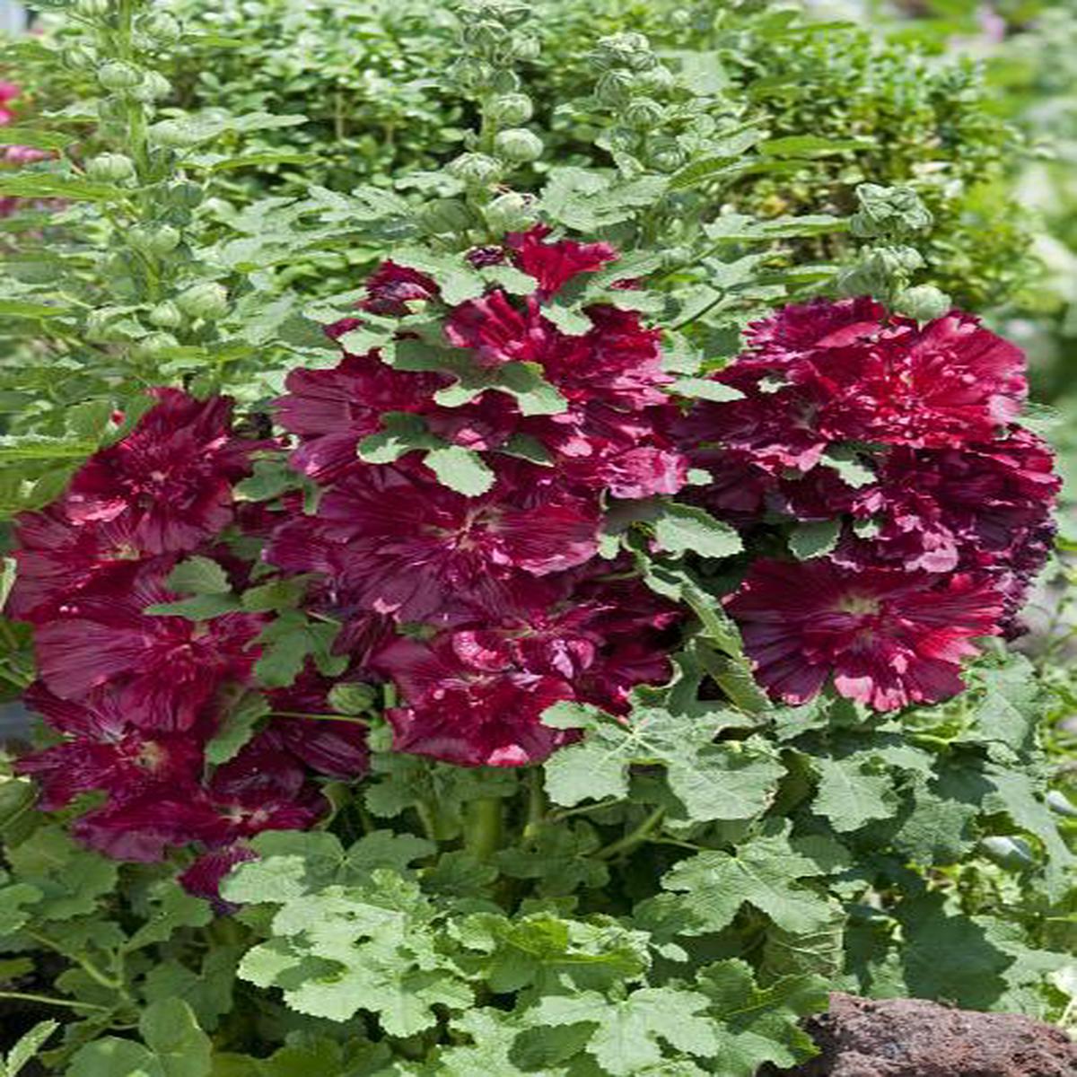 Alcea rosea Spring Celebrities Crimson