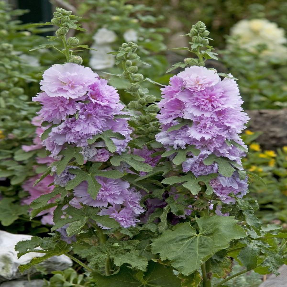 Alcea rosea Spring Celebrities Lilac