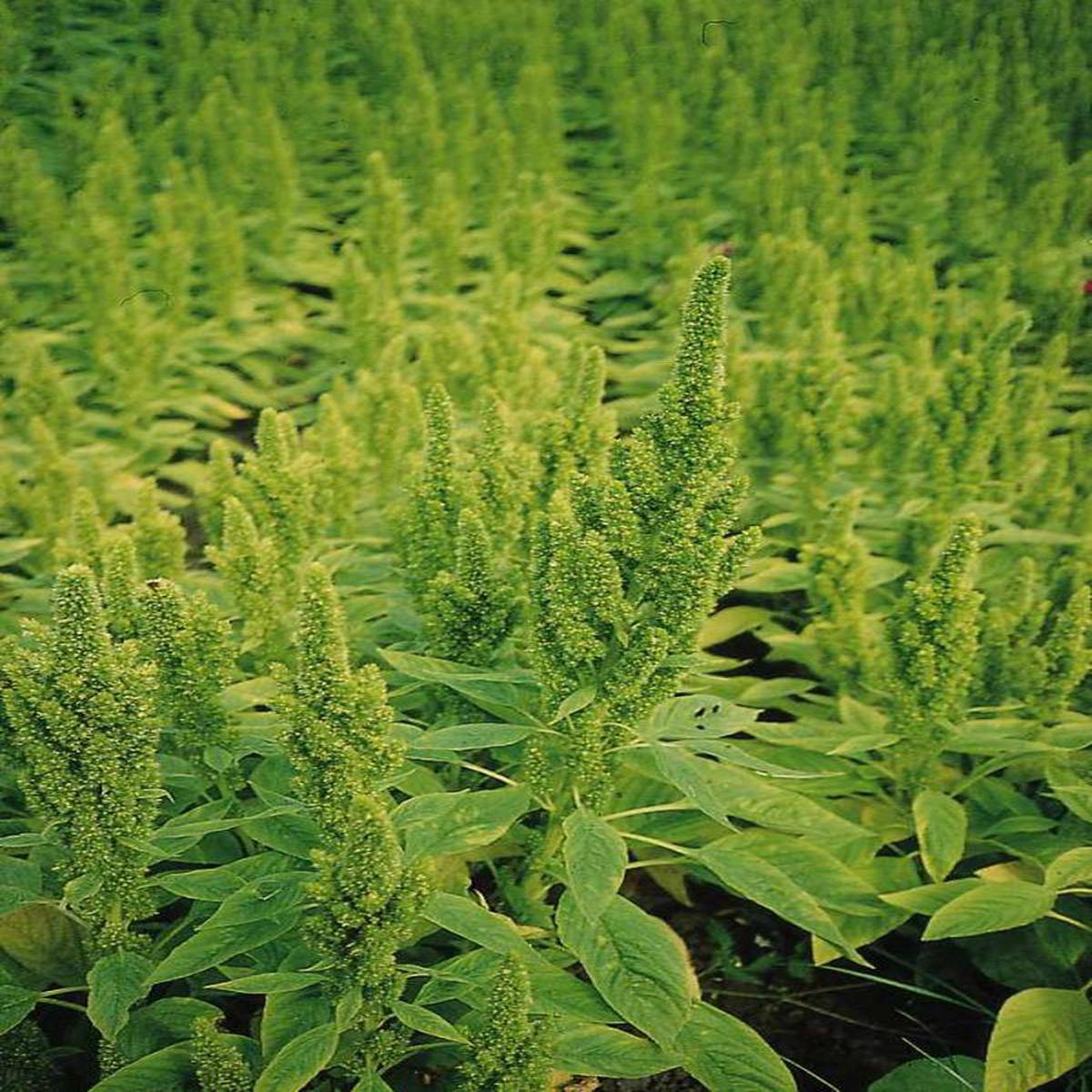 Amaranthus sanguineus nanus Green Thumb