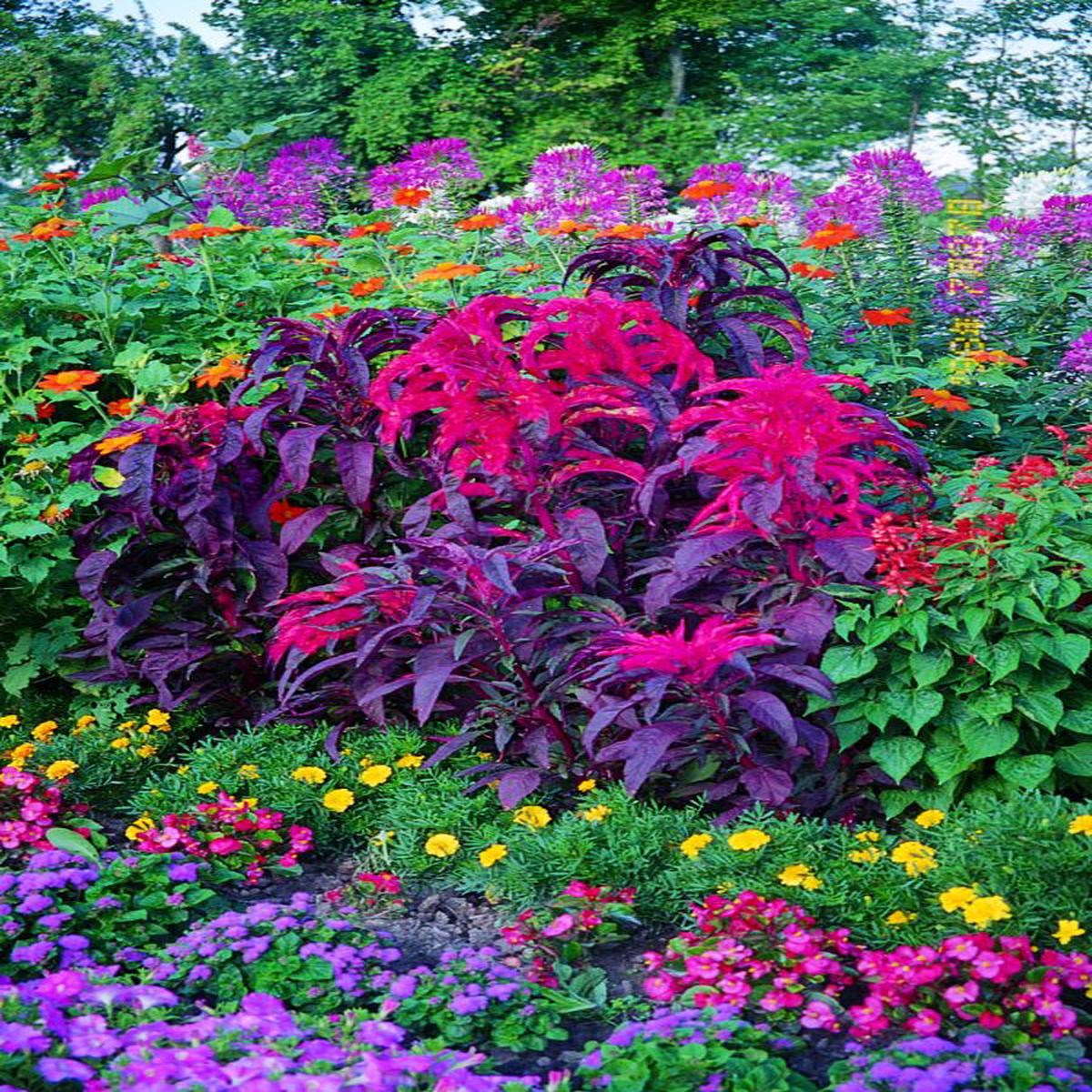 Amaranthus tricolor Early Splendor