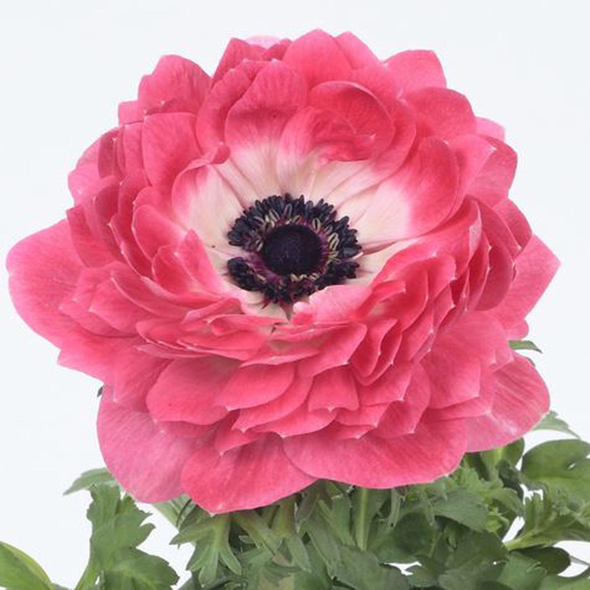 Anemone coronaria Harmony Double Pink