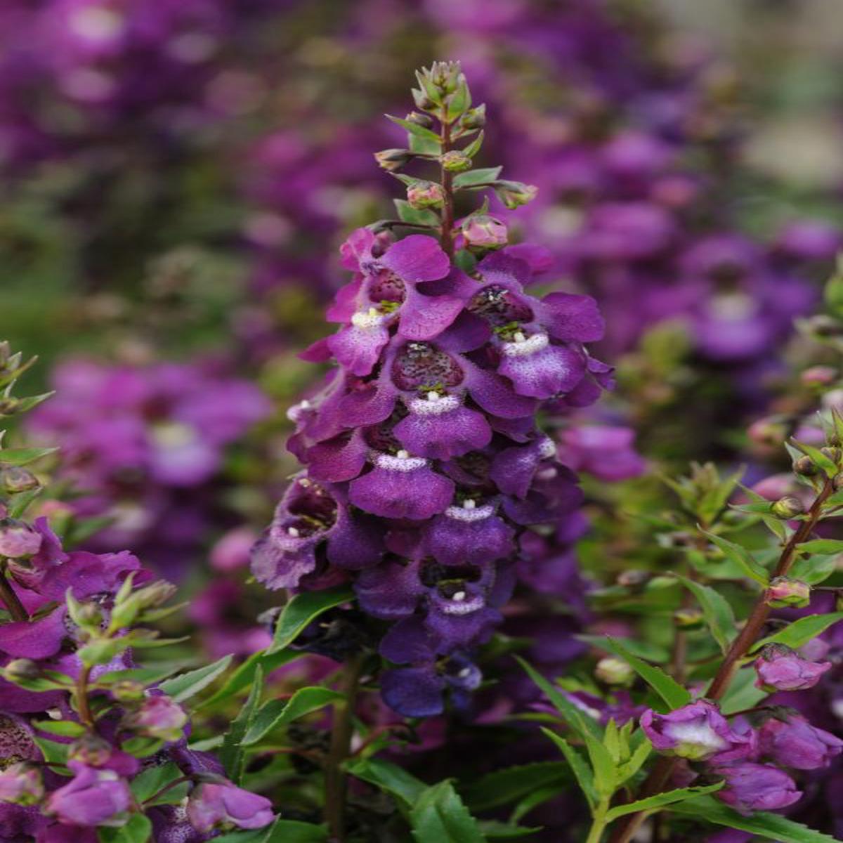 Angelonia angustifolia Serenita Purple
