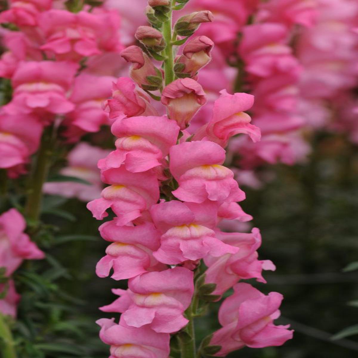 Antirrhinum majus Early Potomac Rose