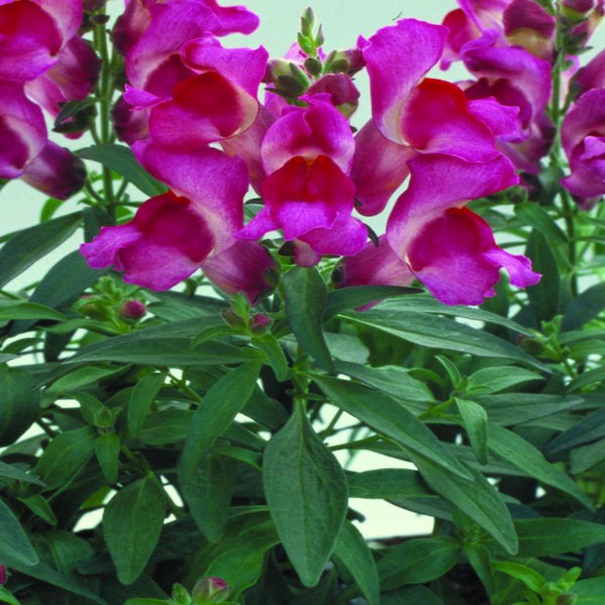 Antirrhinum majus Floral Showers Fuchsia