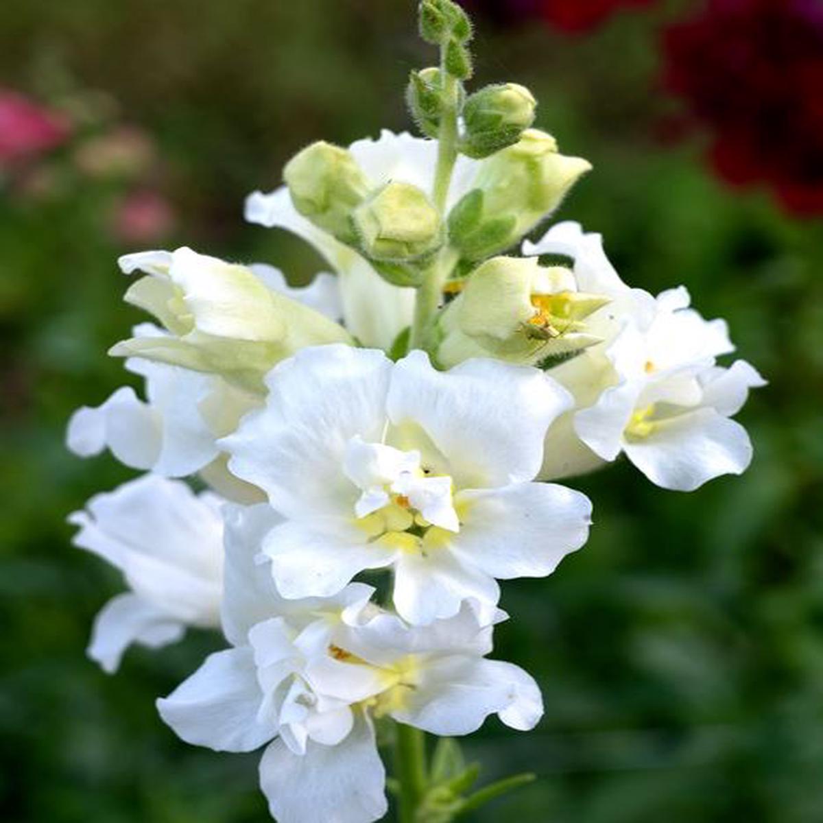 Antirrhinum majus Madame Butterfly Ivory