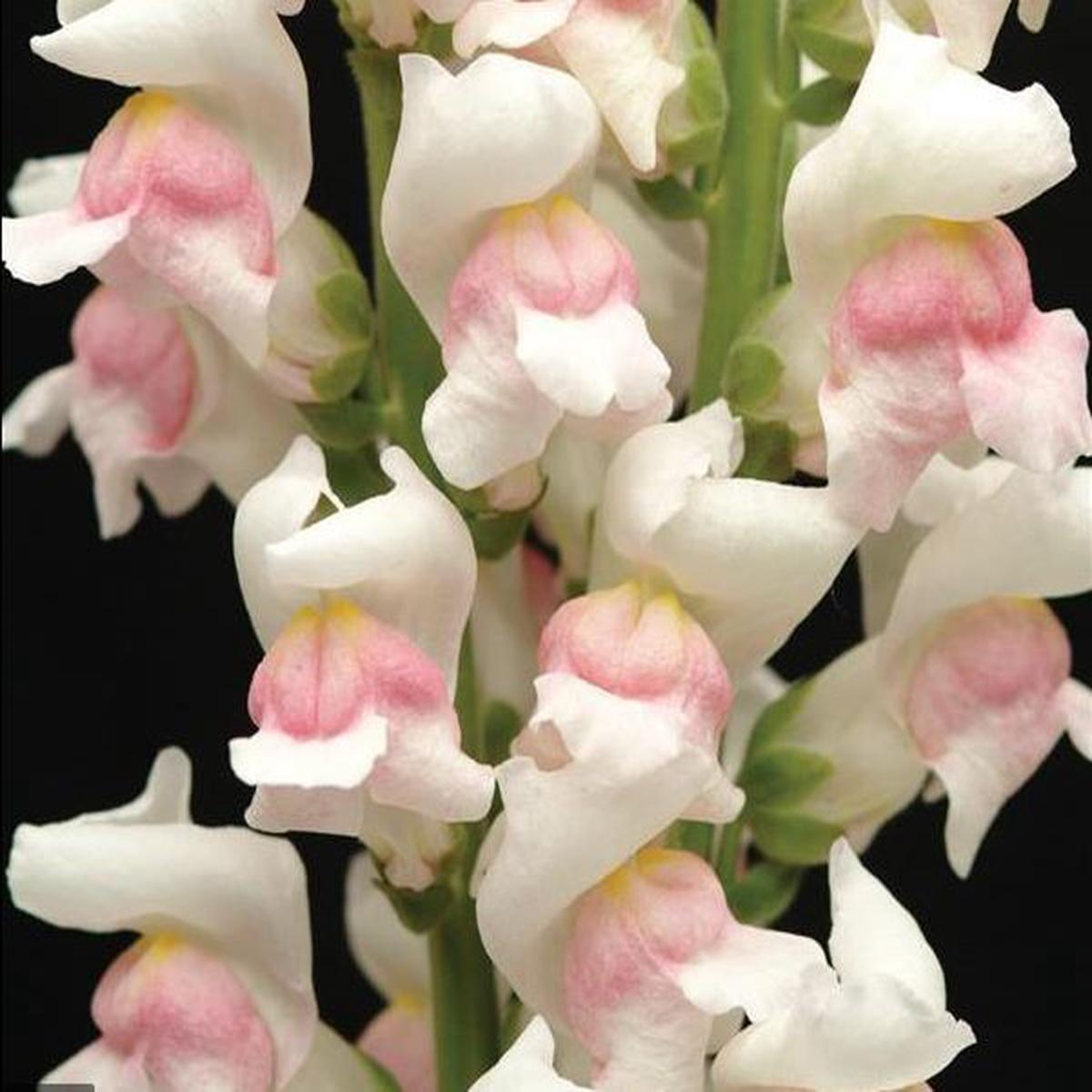 Antirrhinum majus Maryland Appleblossom