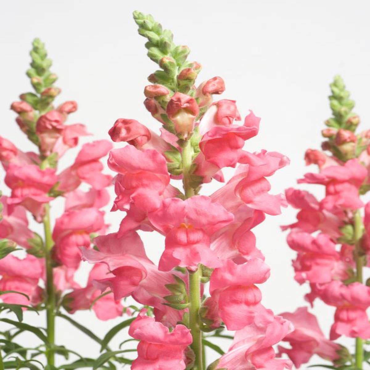 Antirrhinum majus nanum Speedy Sonnet Rose