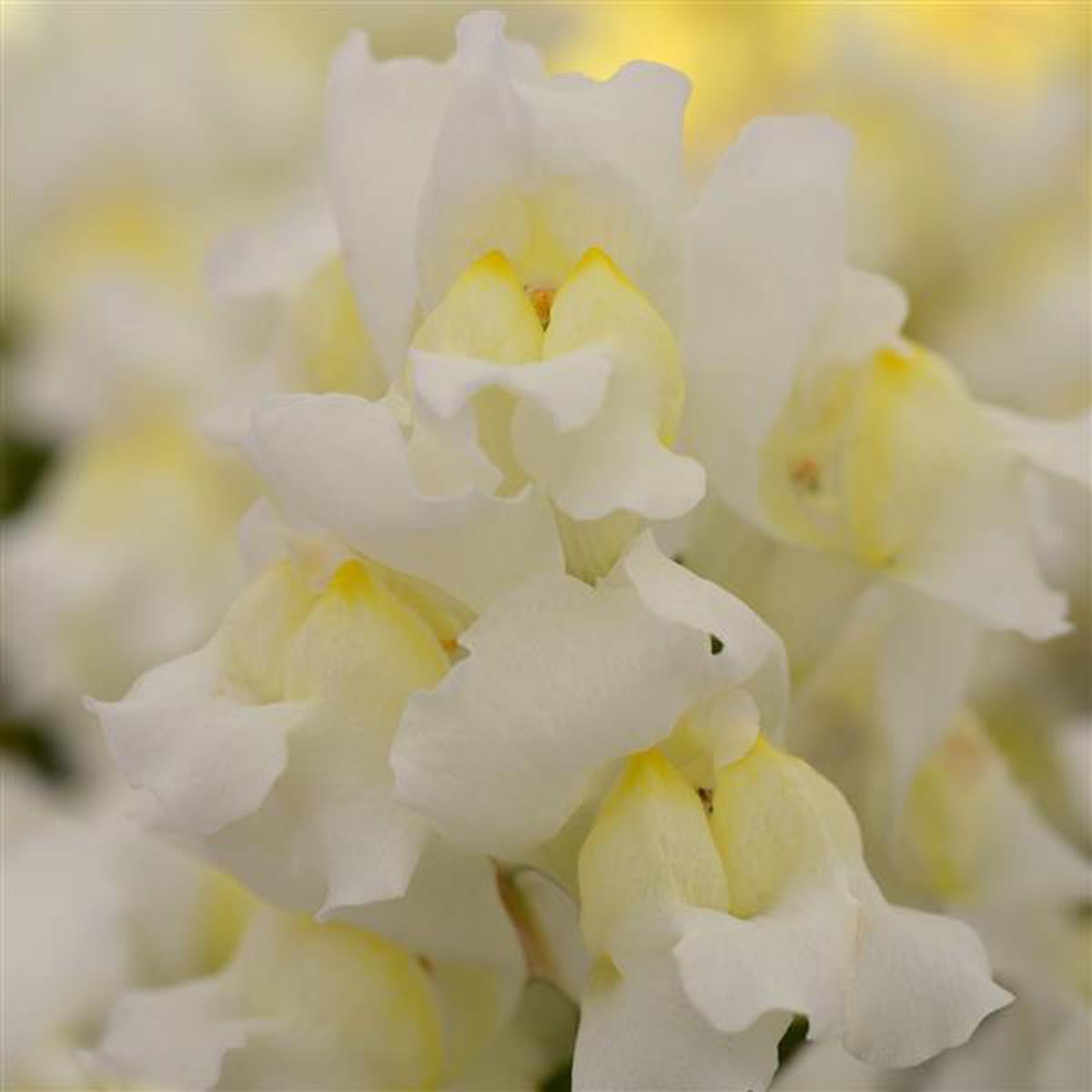 Antirrhinum majus Snapshot White