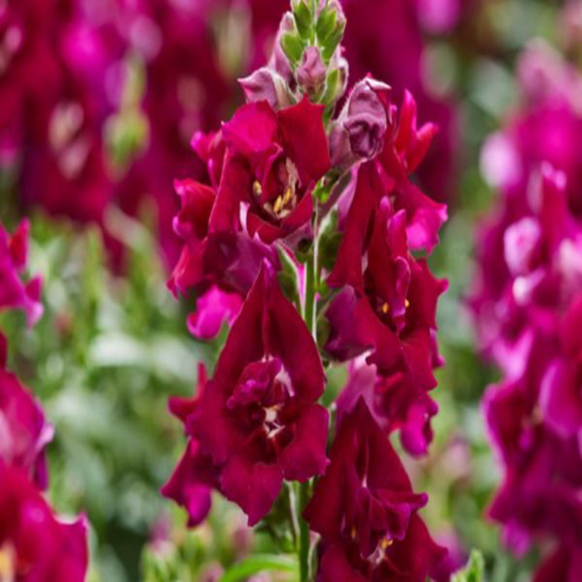 Antirrhinum majus Twinny Violet