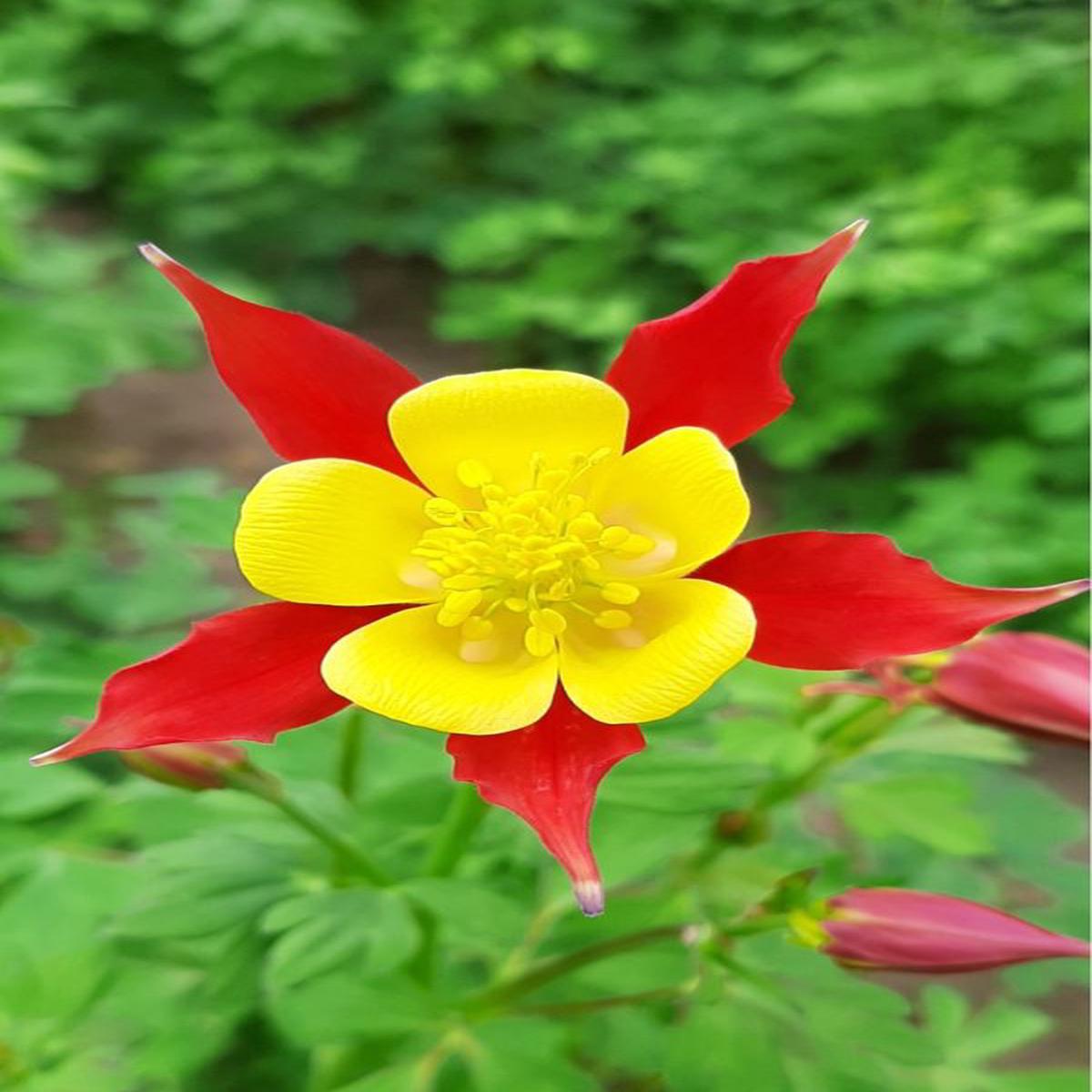 Aquilegia x-cultorum Lighthouse