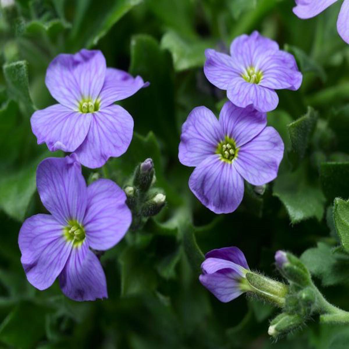 Aubrieta hybrida Audrey Sky Blue