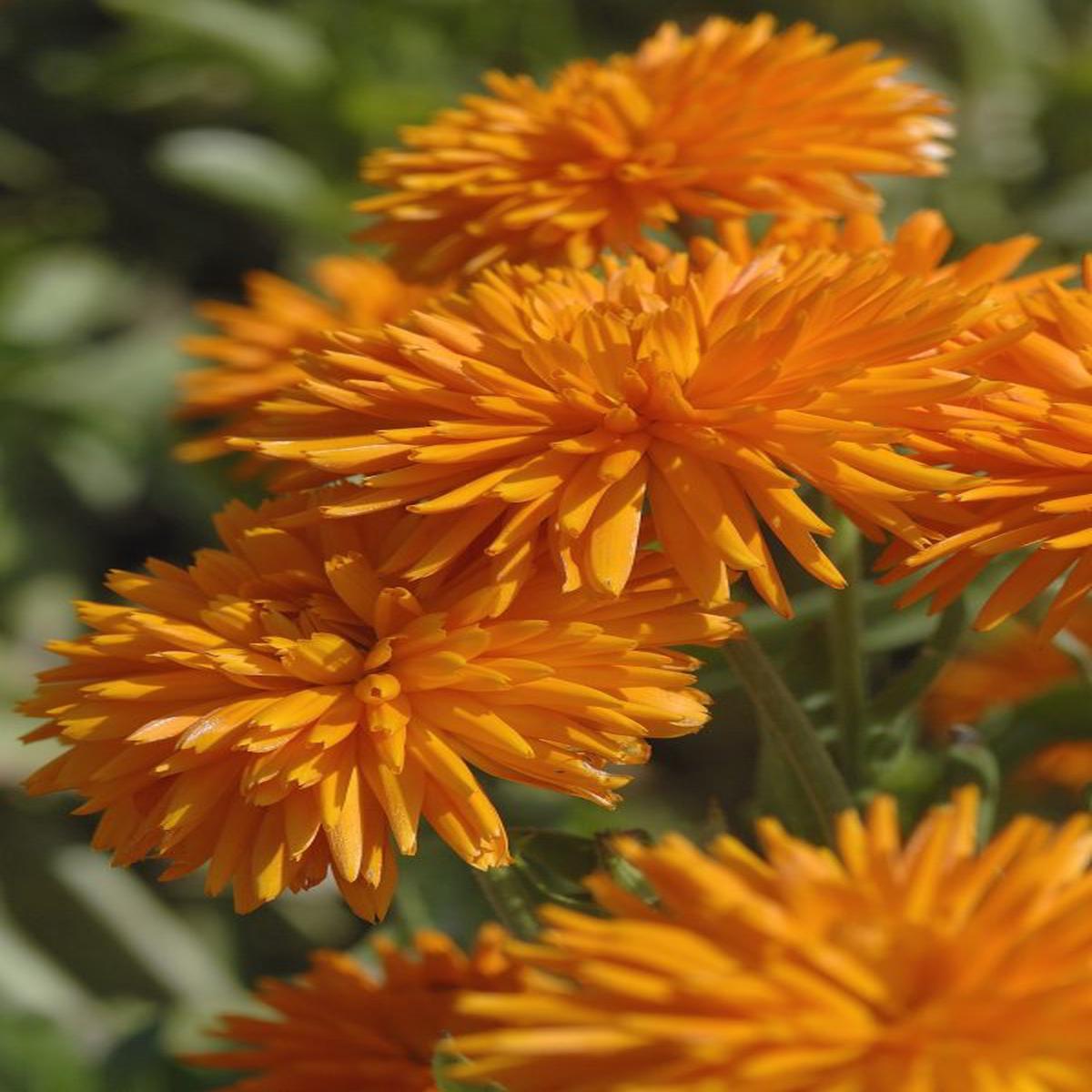 Calendula officinalis Porcupine Orange