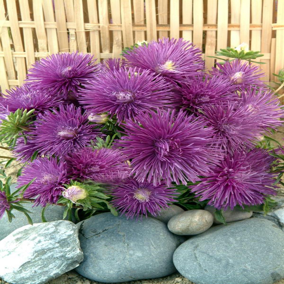 Callistephus (Aster) chinensis Starlight Blue