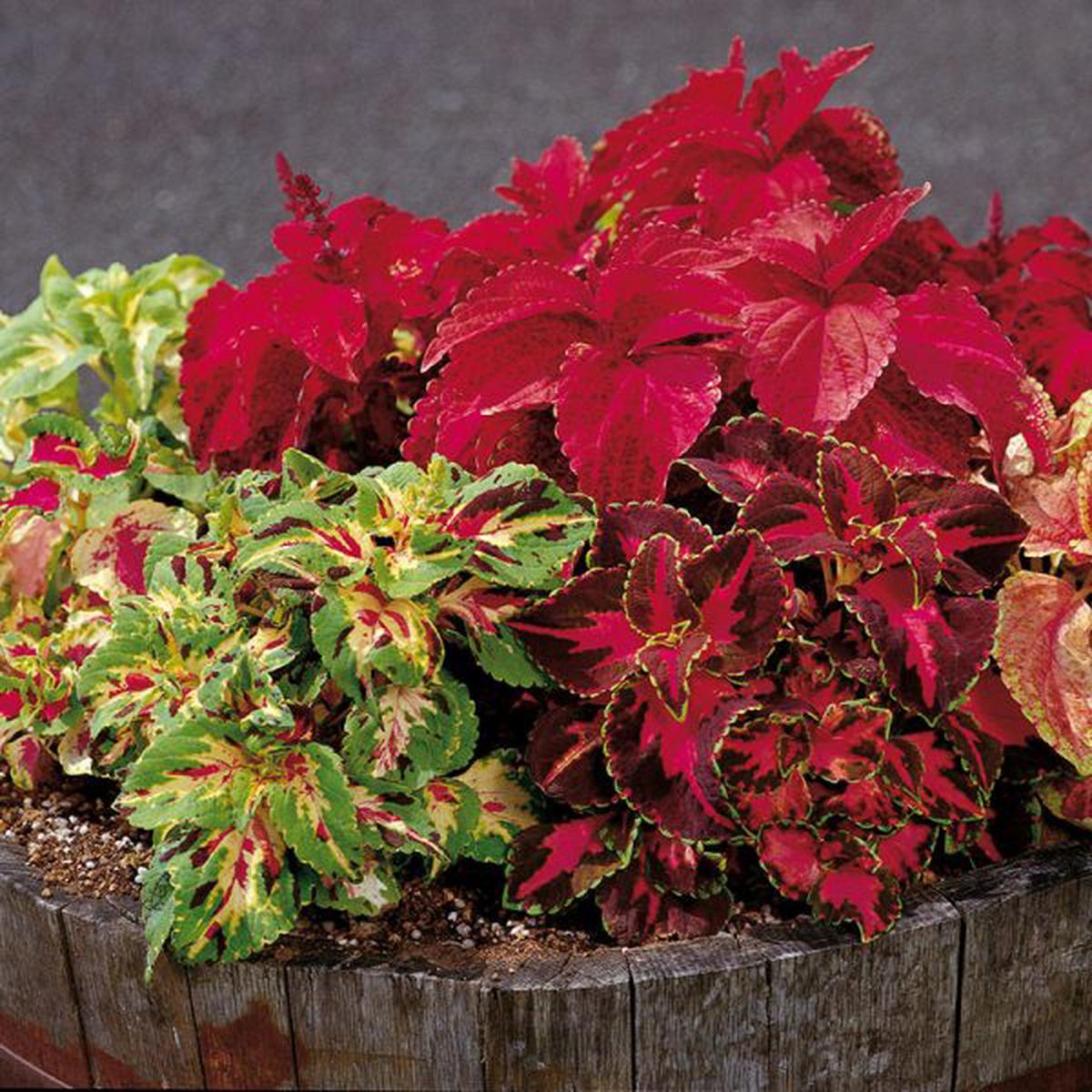 Coleus scuttelarioides Superfine Rainbow Masterblends Mix