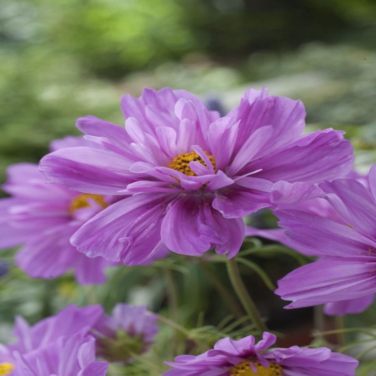 Cosmos bipinnatus Fizzy Pink Dark Centre