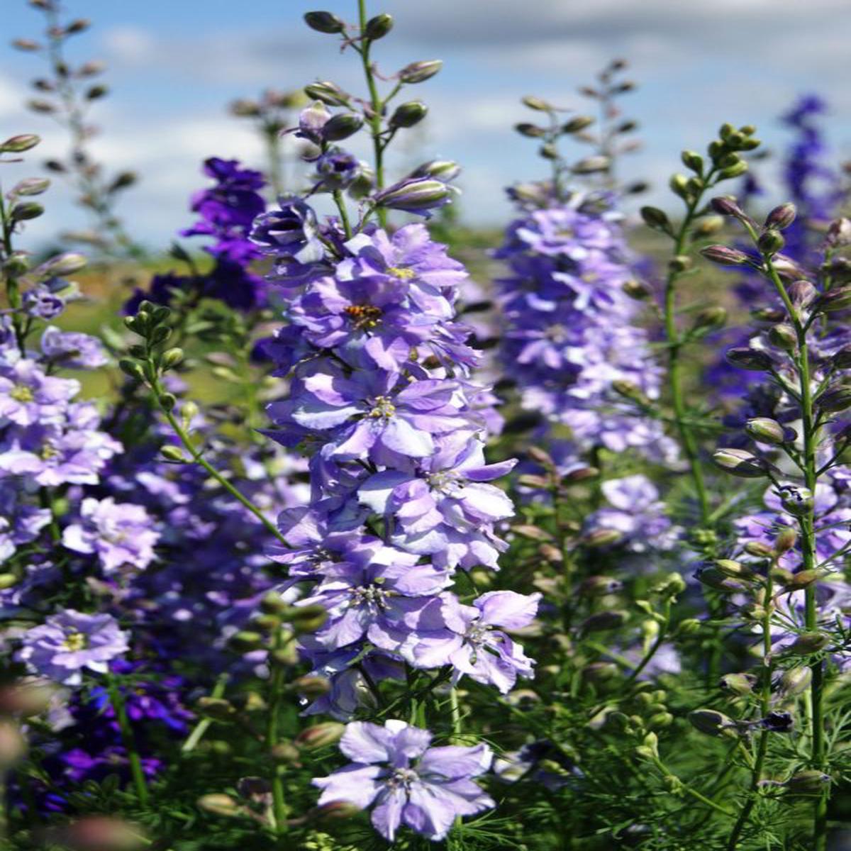 Delphinium consolida imperialis Blue Bell