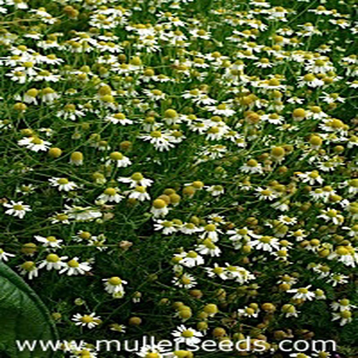 Matricaria chamomilla