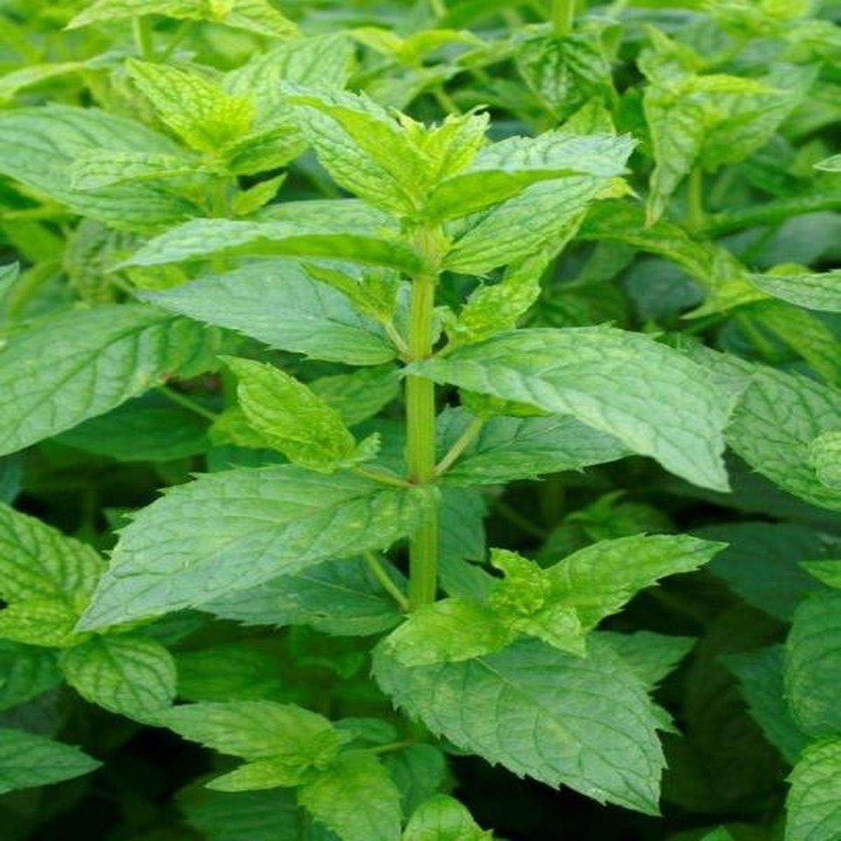 Mentha spicata (Spearmint)