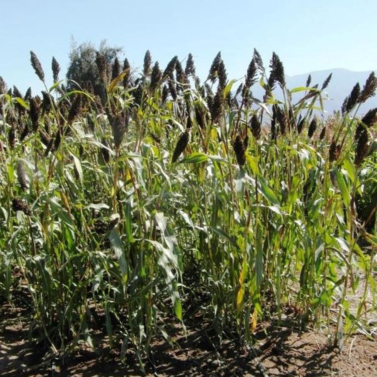 Sorghum nigricans Zebra Open